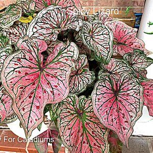 Caladium BULB 'Spicy Lizard' Size #2(3 bulbs)